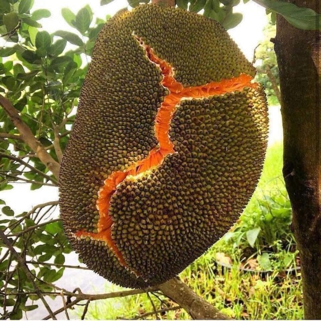 Mít ruột đỏ sơ đỏ