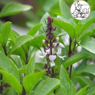 HẠT RAU HÚNG QUẾ RAU QUẾ - GÓI 5 GRAM