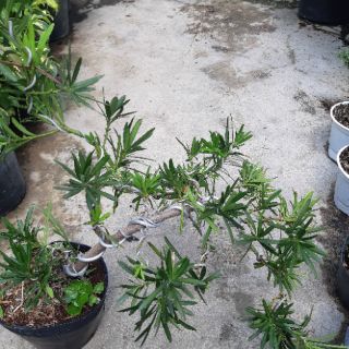 Tùng la hán bonsai DÁNG ĐỔ SIÊU ĐẸP