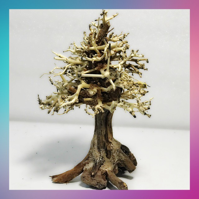 Lũa bonsai cây thông noel trang trí bể cá thuỷ sinh - [ Xưởng Thủy Sinh TS Online37 ]