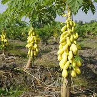 Hạt giống đu đủ vàng