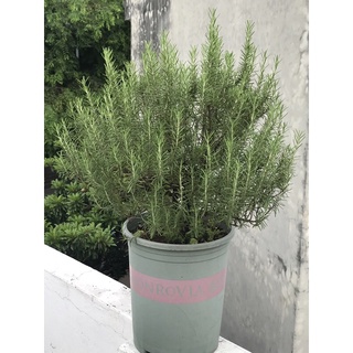 CÂY GIỐNG HƯƠNG THẢO (chỉ gửi miền bắc!)