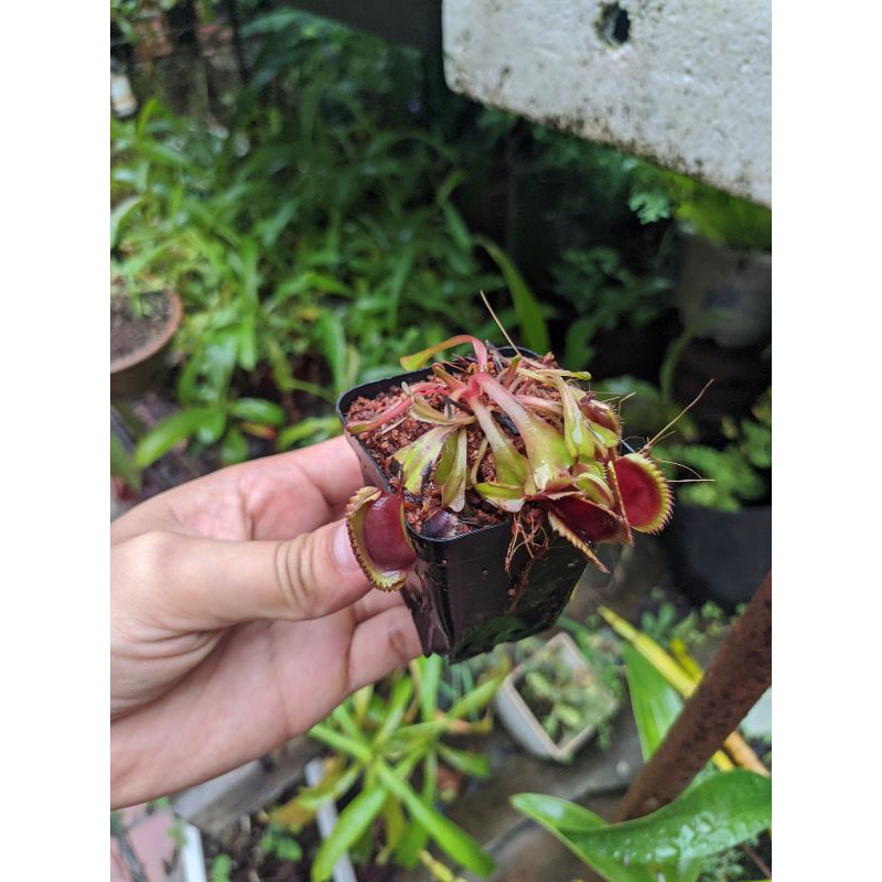 Cây bẫy kẹp red shar