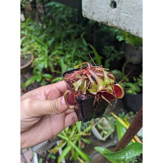 Cây bẫy kẹp red shar