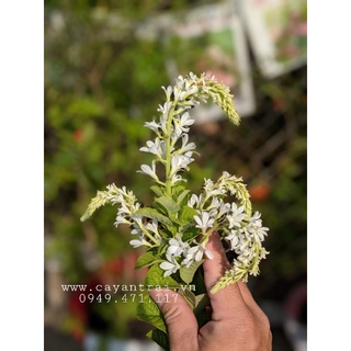 mai xanh thái bông trắng