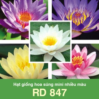 Hạt Giống Súng Mini Mix 847 (5 hạt)