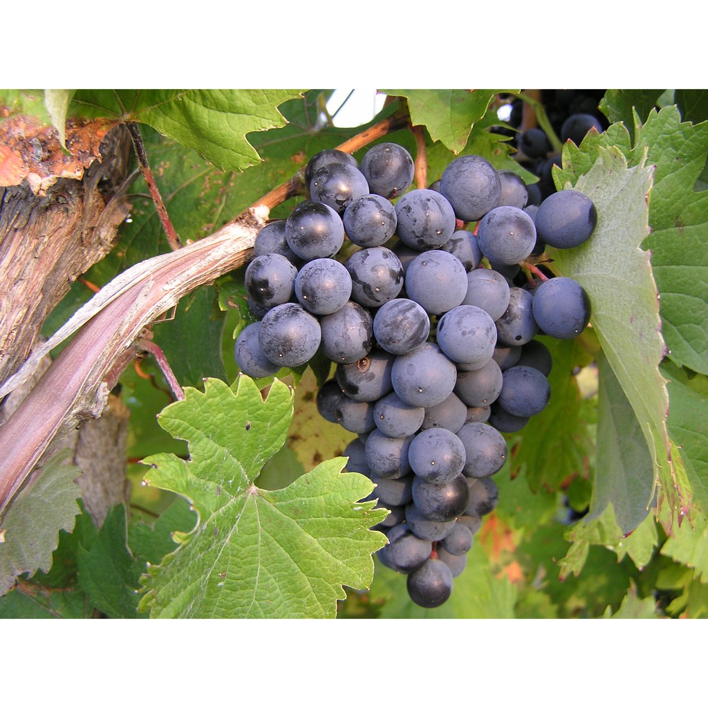 Cây Nho Alden Giống