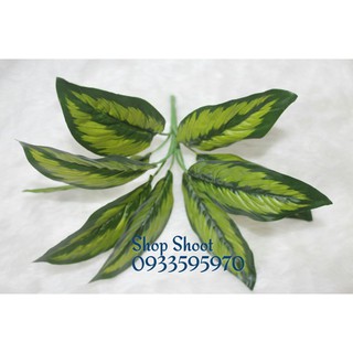 CÀNH LÁ MÔN NHỌN GÂN XANH