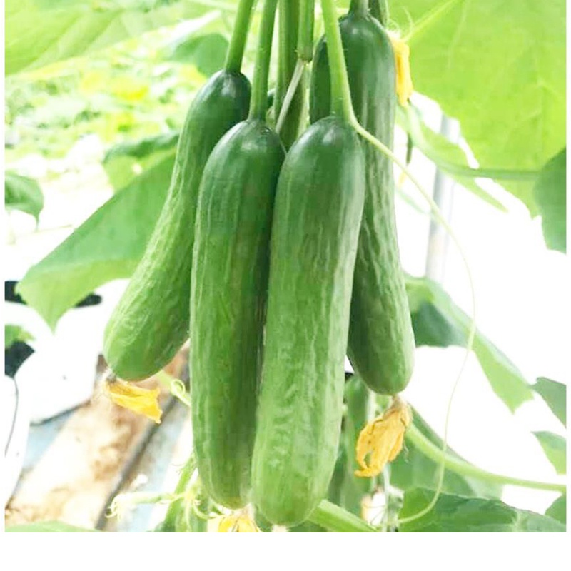 Hạt Giống Dưa Chuột Chùm Sai Trái