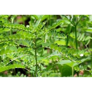 Cây giống Diệp Hạ Châu(chó đẻ răng cưa)