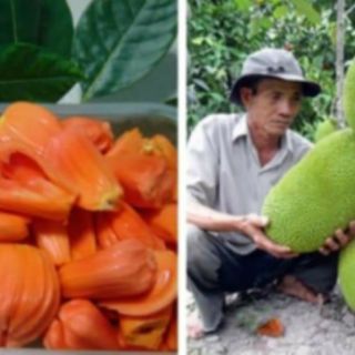 Cây giống mít ruột đỏ sơ đỏ