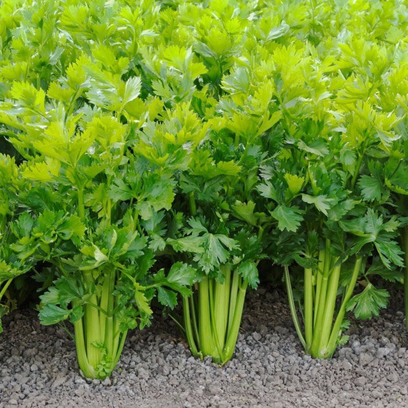 1kg bột cần tây nguyên chất