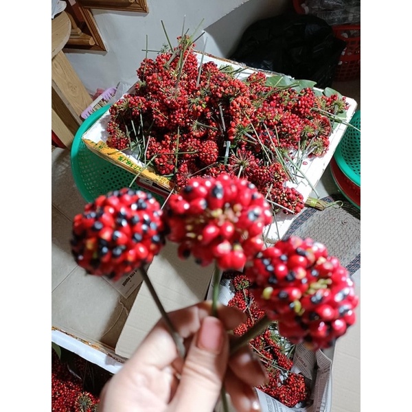 1 Hạt Giống Sâm nl Cao Cấp