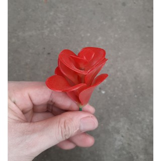 Cây hoa nhựa: Sen đá cánh bèo đỏ