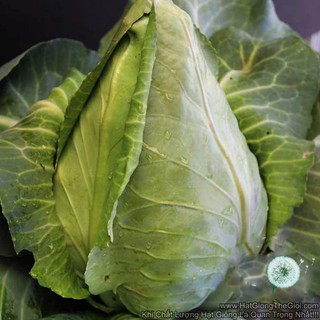 150h Hạt Giống Bắp Cải Trái Tim Chịu Nhiệt USA (Brassica)