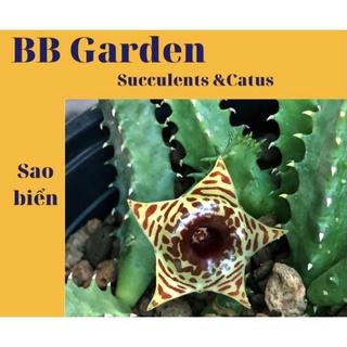 Sao biển Huernia zebrina
