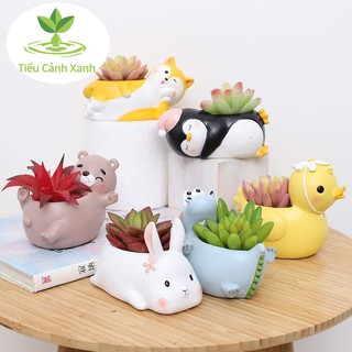 Chậu vịt đẹt trang trí