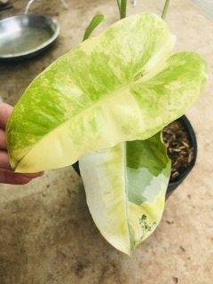 Trầu tỉ phú đột biến