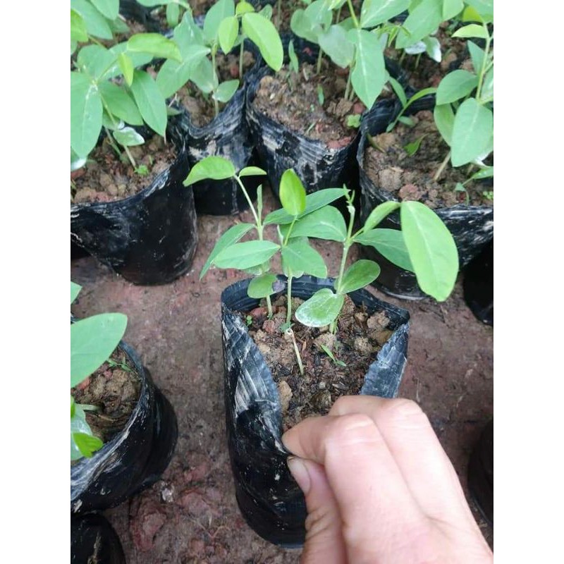 Giống cây hoa đậu biếc, cho bóng mát, làm cảnh, thu hoa làm màu thực phẩm.