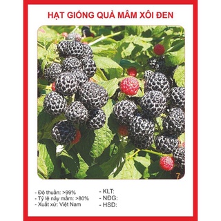 Hạt giống Cây Mâm Xôi Đen 30 Hạt hạt giống bốn mùa