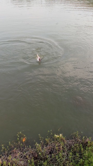 Bột ủ bún câu cá tra