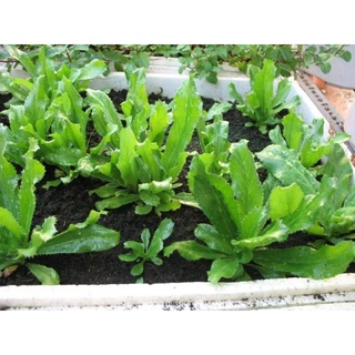 Hạt Giống Ngò Gai 10g
