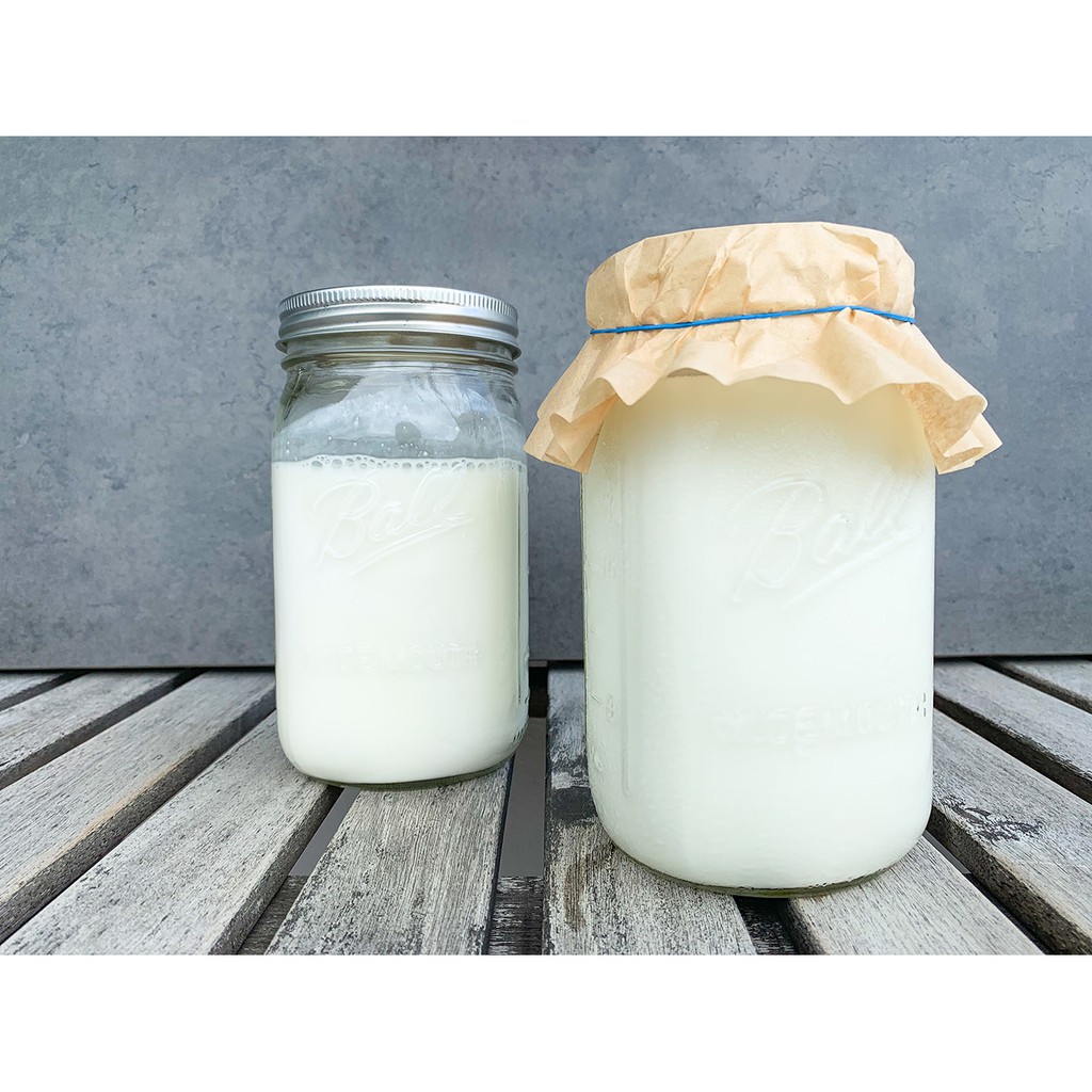 Nấm sữa lên men Kefir Milk Nấm làm sữa chua Kefir Milk thực phẩm organic Kefir Milk | BigBuy360 - bigbuy360.vn