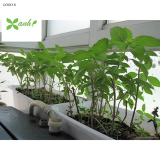 Hạt giống Rau quế