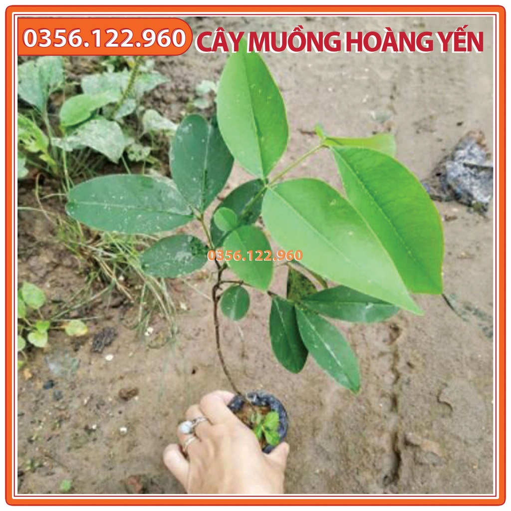 Cây muồng hoàng yến giống, osaka hoa vàng