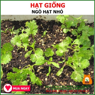 [Giống Rất Thơm] Hạt Giống Ngò Hạt Nhỏ Rạng Đông 20Gram