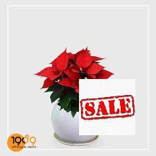 Hạt giống hoa trạng nguyên đỏ ( 100 hạt) SALE