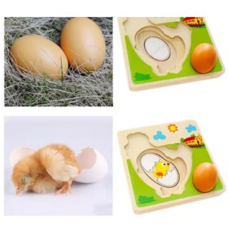 Tranh ghép 3D, vòng đời của gà