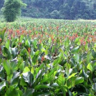 Miến rong Bình Lư