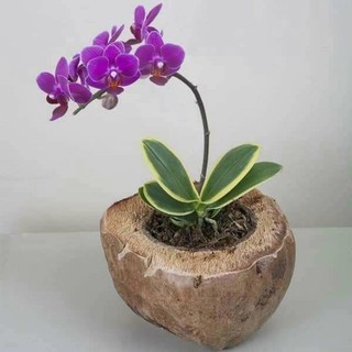 Hồ điệp lá biên đang nụ hoa