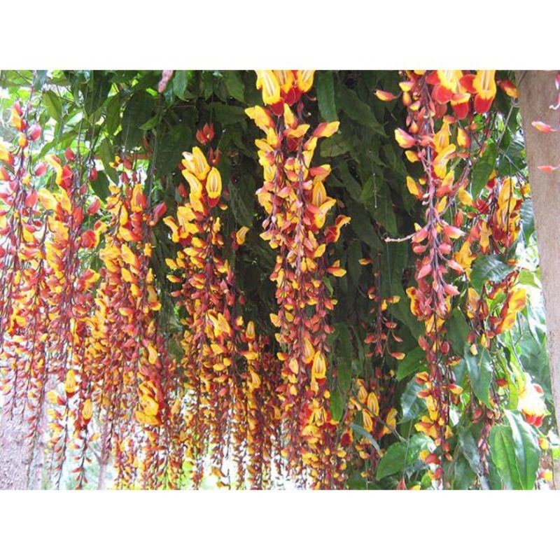 Cây móng c.ọp vàng