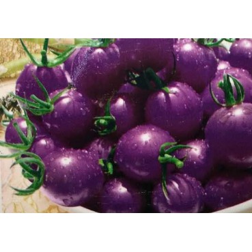 Hạt Giống Cà Chua Tím  - Dinh Dưỡng, Năng Suất Cao - MUA 3 TẶNG 1 CÙNG LOẠI