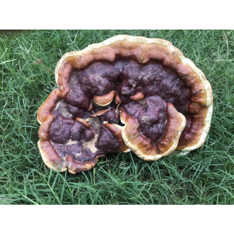 NẤM LINH CHI RỪNG KON TUM 1kg - Mua 4kg tặng 1kg - giới hạn cho 30 đơn tiếp theo