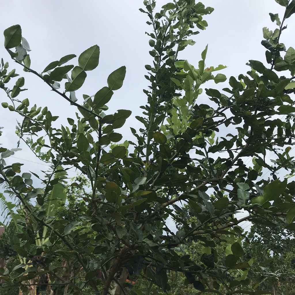 Lá Chúc   ở An Giang dùng nấu gà 50g
