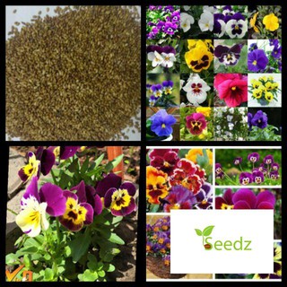 (hàng rời) 100 hạt giống hoa pansy VINMARK HẠT GIỐNG