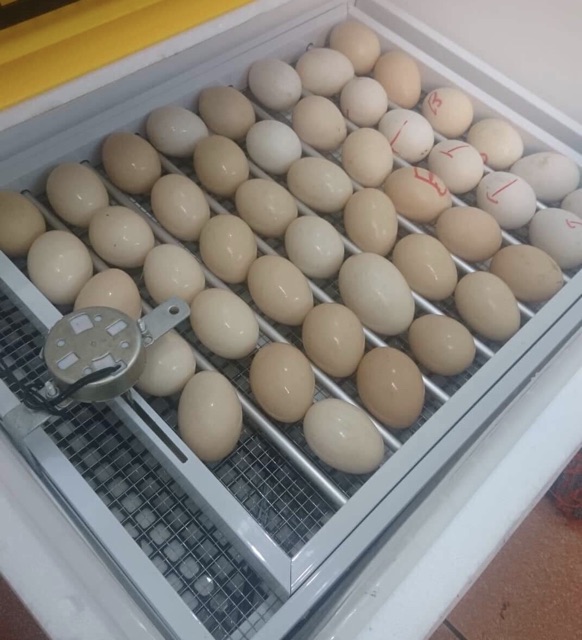 Máy Ấp Trứng Ánh Dương Đảo Tự Động 112 trứng -máy ấp trứng gà mini
