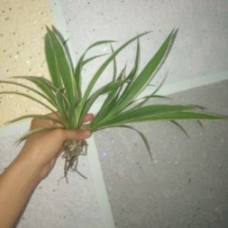 5Cây lọc không khí ( cỏ lan chi)