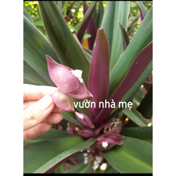30 gam hoa lẻ bạn tươi