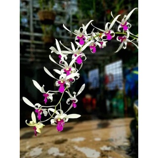 Hoa lan bà liễu xưa