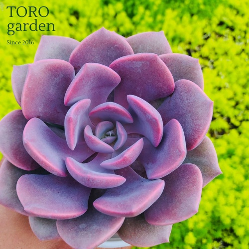 Sen đá hồng hoa Đà Lạt size trung bình cây cảnh trang trí nhà cửa Toro garden