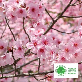 5 Hạt giống Cây hoa Anh đào (tặng gói Kích nẩy mầm và Hướng dẫn) THUTHUY