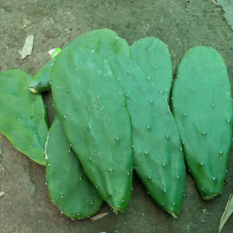 1kg lá xương rồng để trồng