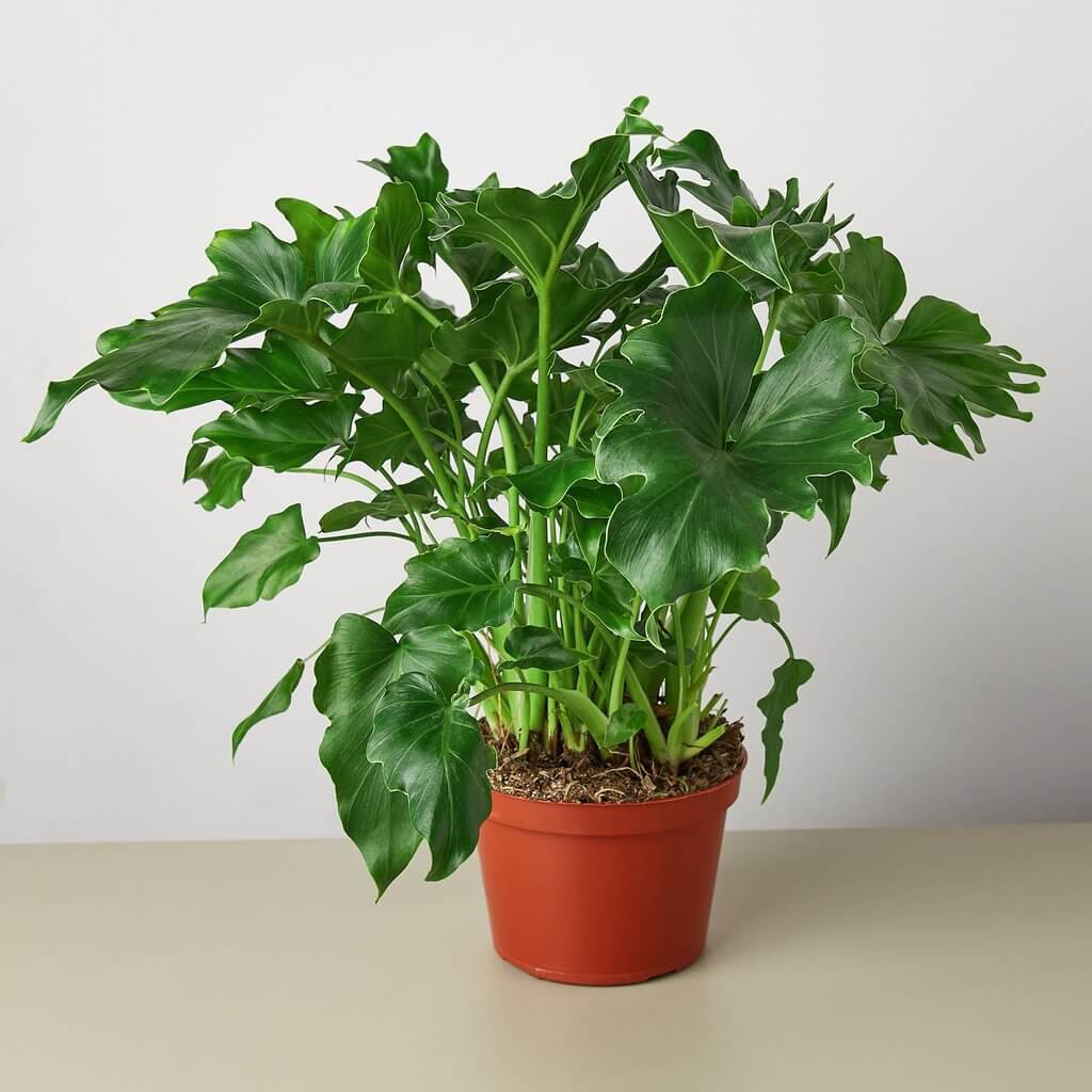 Cây Philodendron bipinnatifidum Little Hope (Cây Hy Vọng) kèm chậu thuỷ canh 2 lớp không cần tưới