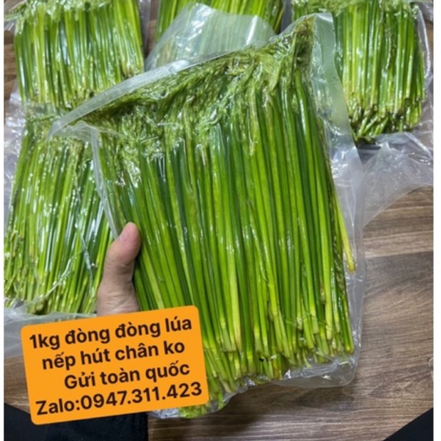 ⚡️ Hàng Tươi Chỉ Bán Hoả tốc hà nội ⚡️1kg Đòng Đòng Lúa Nếp Đã Bóc Ủ Rựu Hút Chân Không Gửi Xa Toàn Quốc