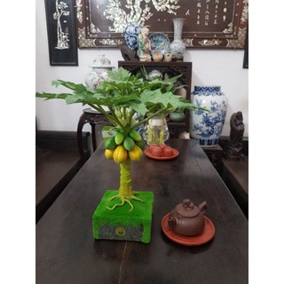 Cây đu đủ 1 thân để bàn