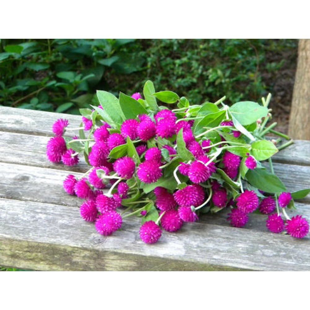 Hạt Giống Hoa Cúc Bách Nhật  - MUA 3 TẶNG 1 CÙNG LOẠI